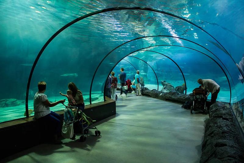 Odkryj magię oceanarium w Holandii: Niezapomniane atrakcje w Rotterdamie i Scheveningen