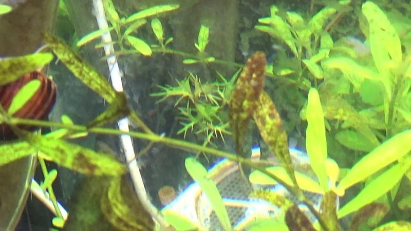 Okrzemki w akwarium: Co kryje się za ich tajemniczym wyglądem?