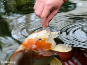 Optymalne karmienie rybek akwariowych: ile razy dziennie, aby zapobiec ich chorobom?