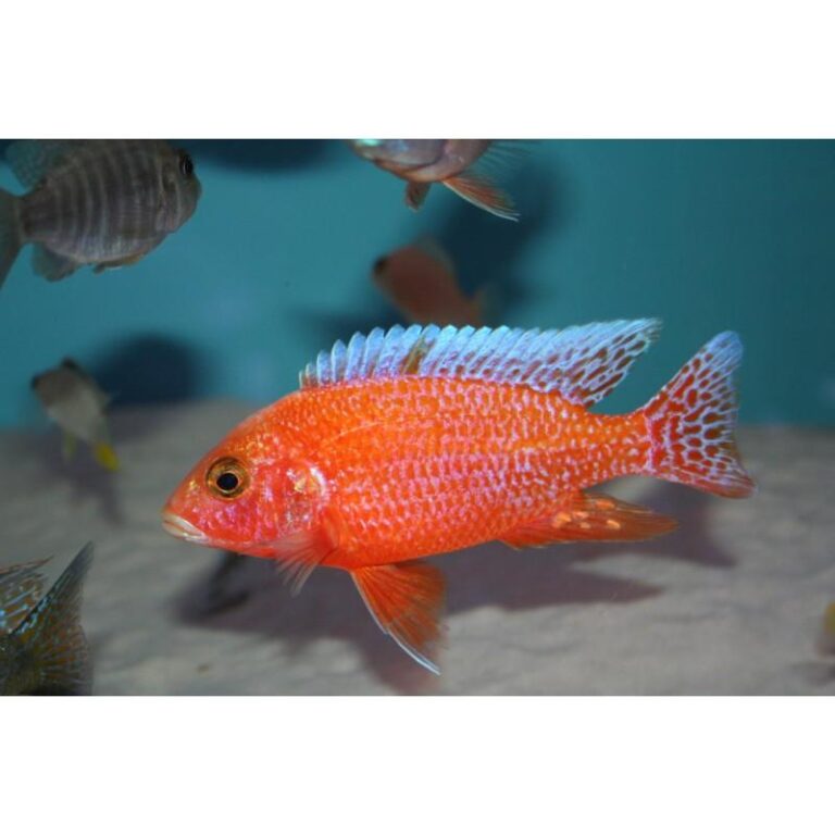 Pyszczaki a skalary: jak uniknąć kłopotów w akwarium?