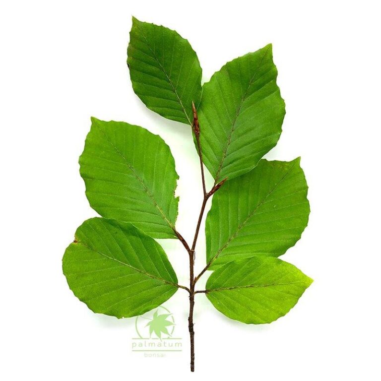 Sekrety diety buka zwyczajnego: Czym się żywi ten majestatyczny gatunek?