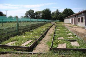 Sekrety skutecznej hodowli: Jak skutecznie rozmnażać ślimaki w akwarium?