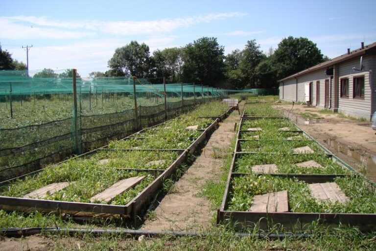 Sekrety skutecznej hodowli: Jak skutecznie rozmnażać ślimaki w akwarium?