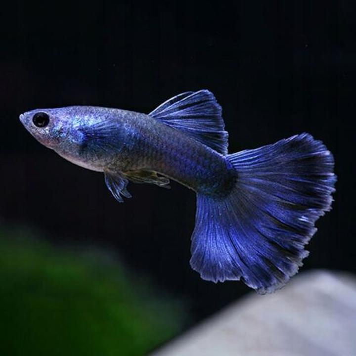 Sekrety szybkiego wzrostu gupików: jak osiągnąć dojrzałość w krótkim czasie?