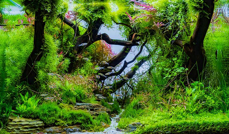 Sekrety udanego aquascapingu: jak posadzić rośliny w akwarium, by uniknąć najczęstszych błędów