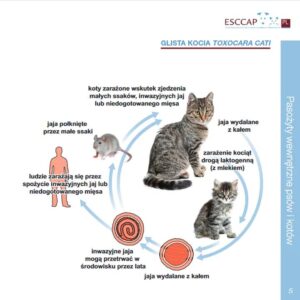 Zrozumienie cyklu rozrodczego kotów: Jak odbywa się ich rozmnażanie i ciąża?