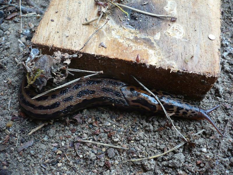 Adaptacje i strategie przetrwania