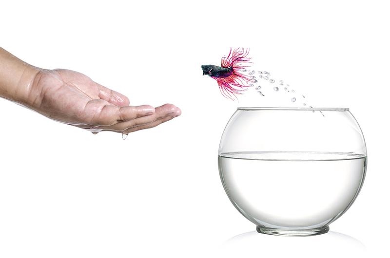 Alternatywy dla kuli akwariowej