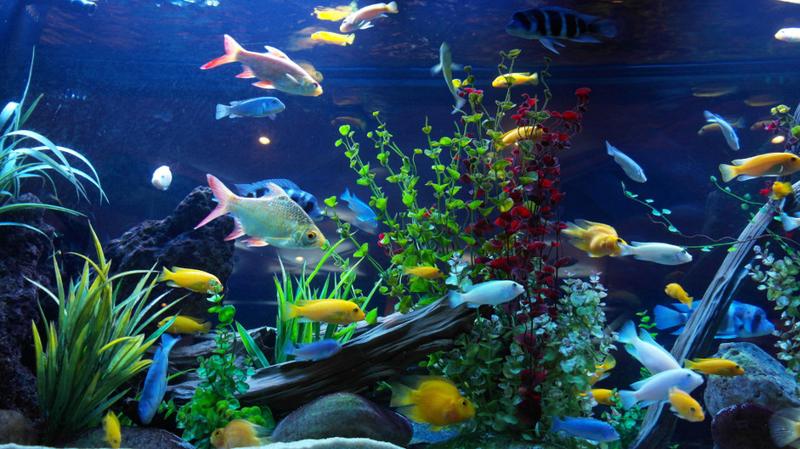 Aranżacja akwarium dla dużych i małych ryb