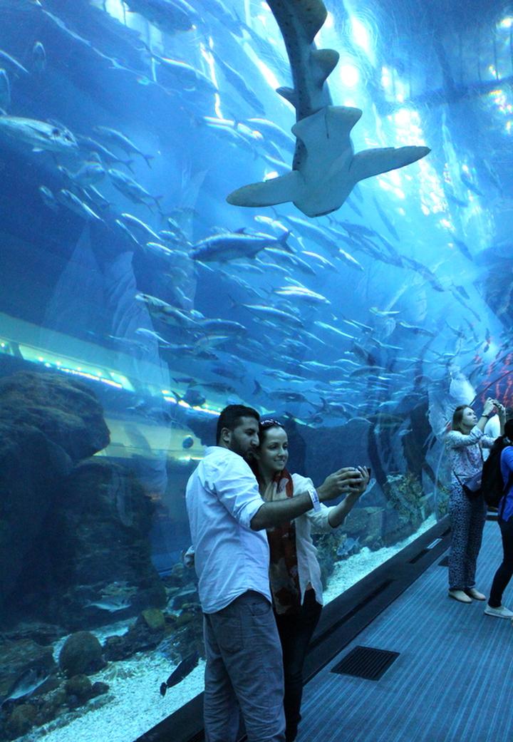 Atrakcje oceanarium w Dubaju