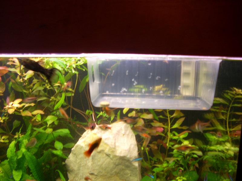 Bezstresowe wprowadzenie ryb