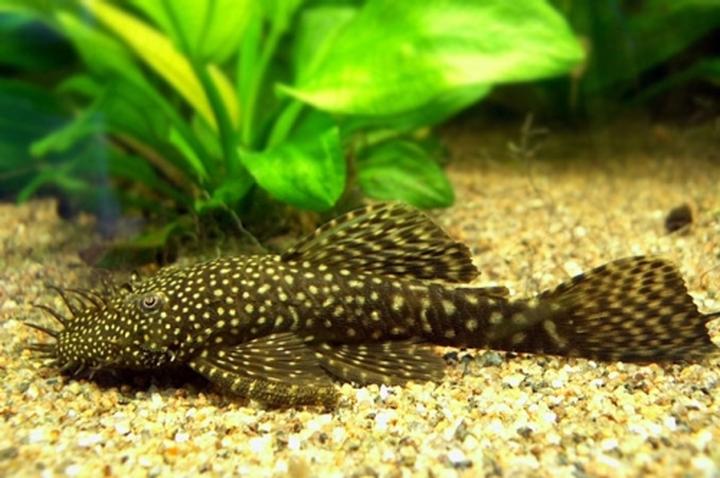 Biologia glonojadów