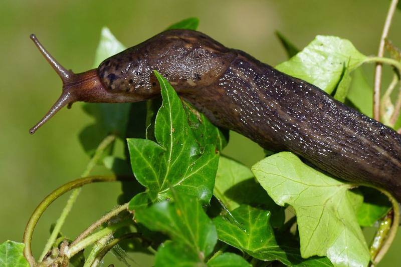 Biologia i ekologia ślimaków