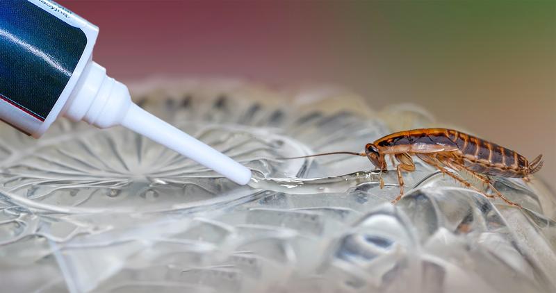 Biologia i rozmnażanie prusaków