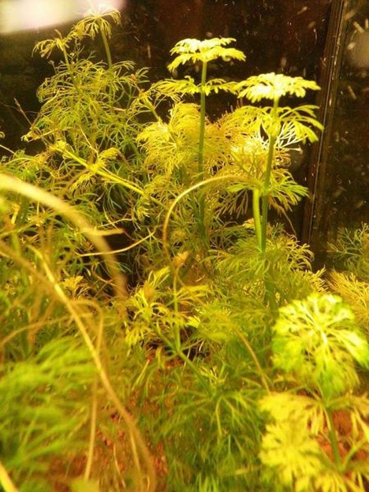 Brązowienie roślin w akwarium