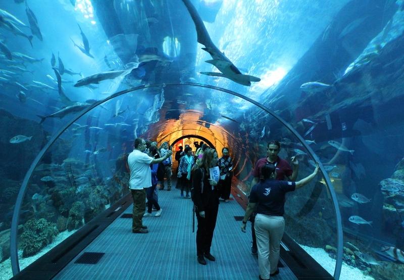 Ceny biletów oceanarium Dubaj
