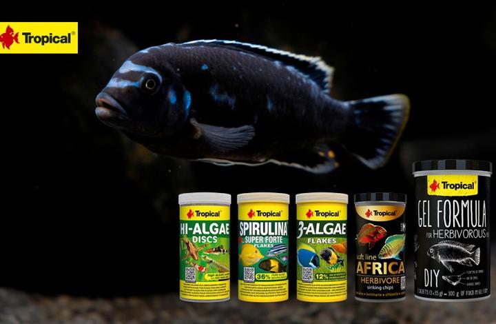 Częstotliwość i sposób karmienia ryb