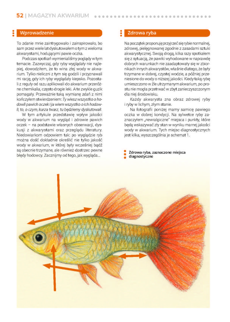 Czy filtr jest potrzebny gupikom