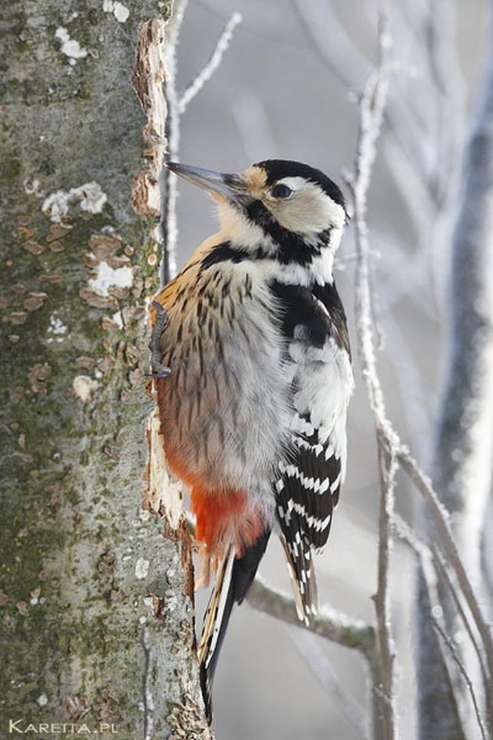 Czym żywi się dzięcioł