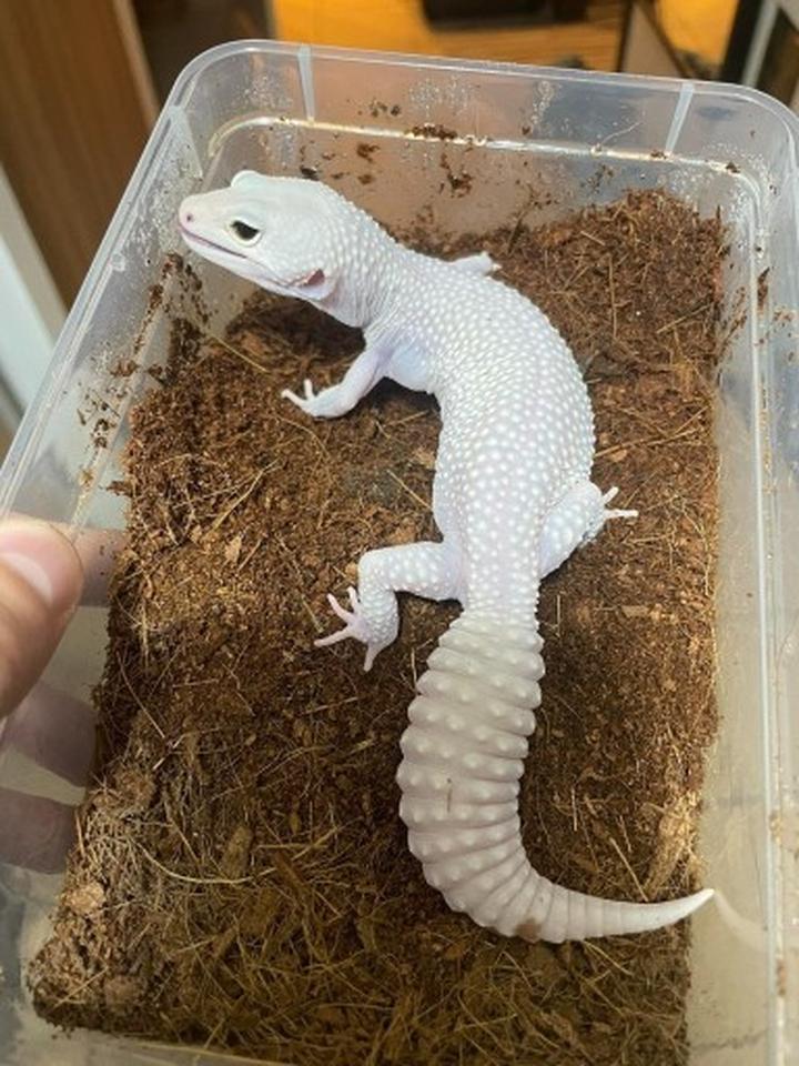 Dieta gekona lamparciego