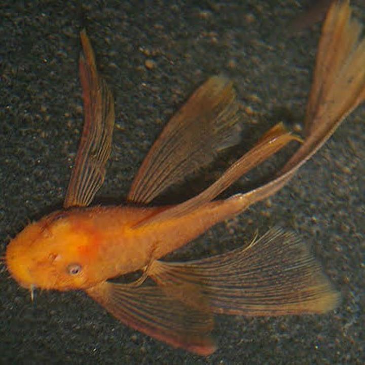 Dieta i środowisko glonojada