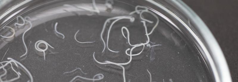 Dieta pasożyta a odporność człowieka