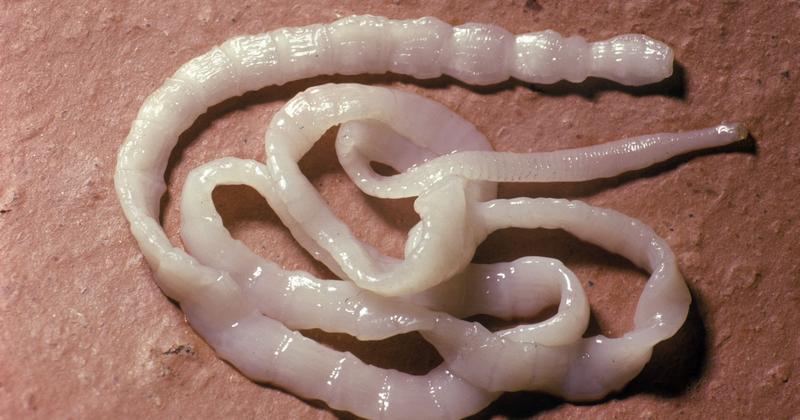 Dieta tasiemca i wpływ na zdrowie