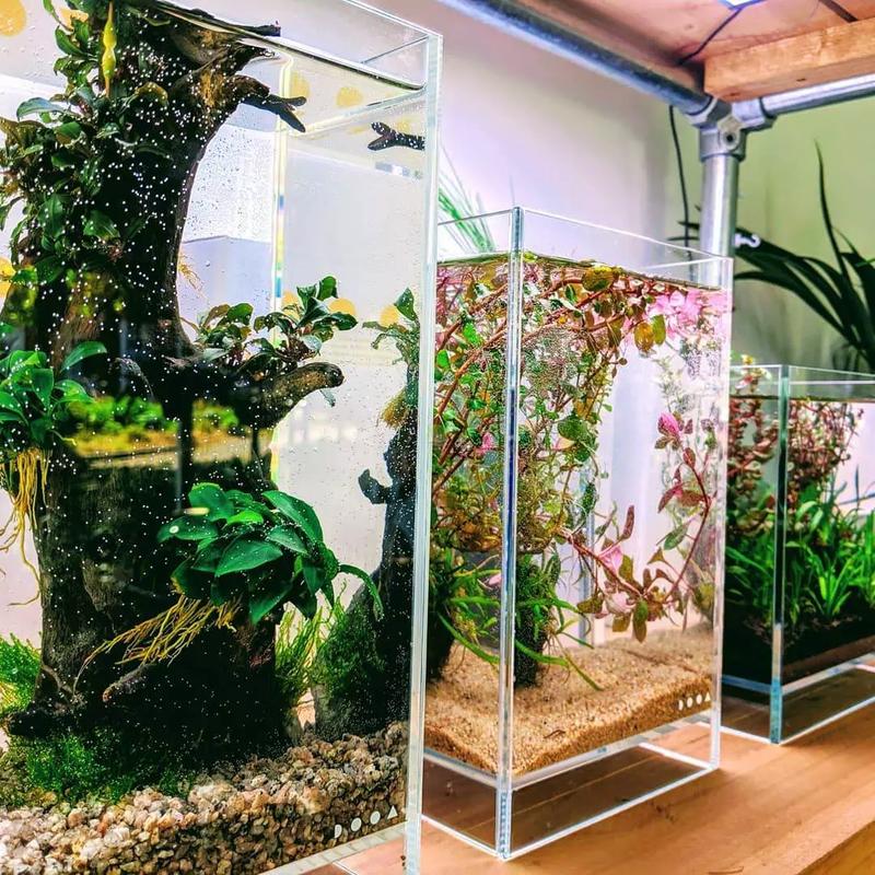 Ekologia i zdrowie ryb w akwarystyce