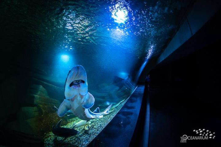 Gatunki ryb i mieszkańcy głębin