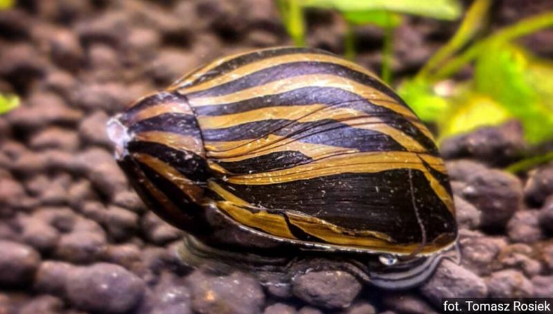 Gatunki ślimaków do akwarium