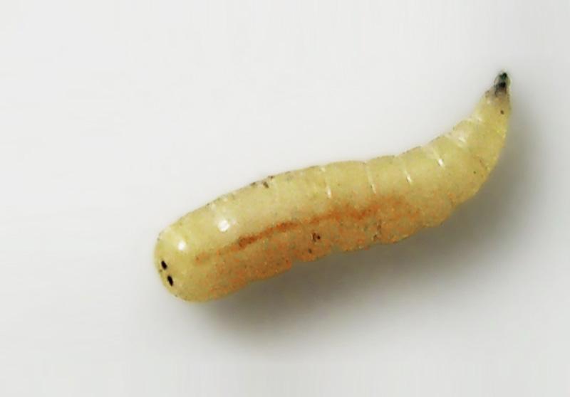 Hodowla białych robaków na ryby