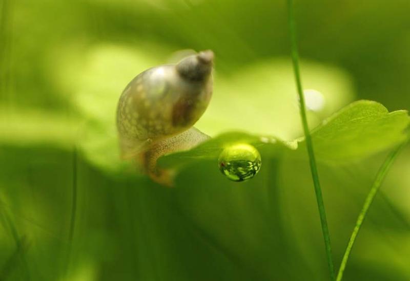 Hodowla ślimaków akwariowych