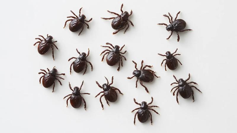 Kleszcze u psów i kotów