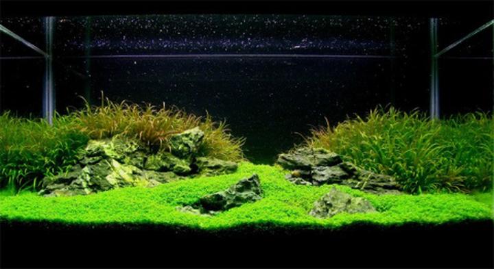 Kolory i wzory tła akwarystycznego