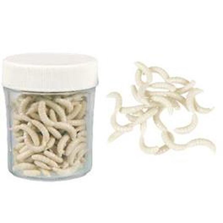 Korzyści z hodowli białych robaków