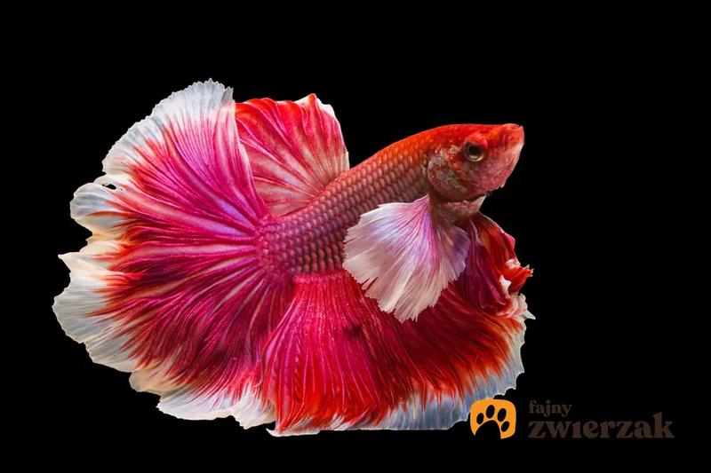 Kula akwariowa a dobrostan ryb