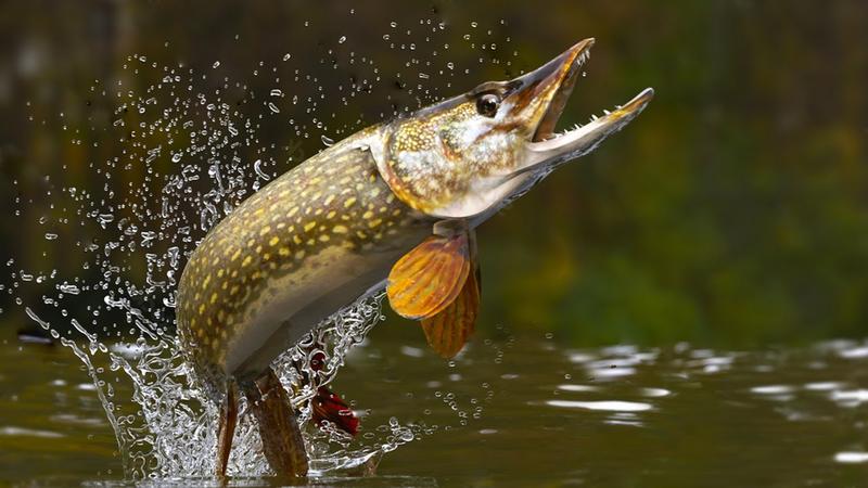 Materiały do budowy wędki