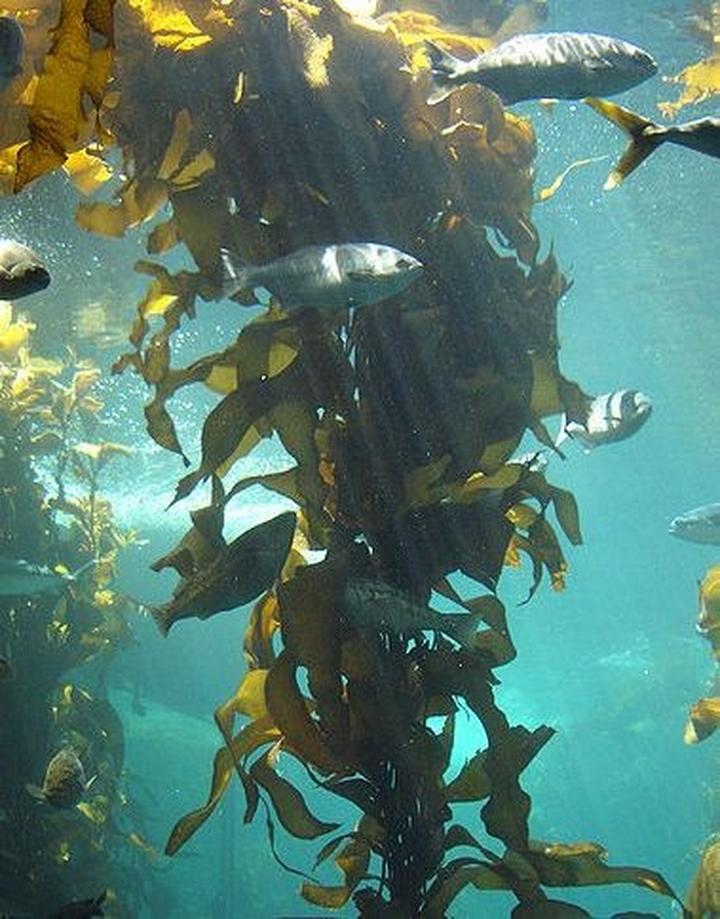 Metody chemiczne i naturalne zwalczania brunatnicy