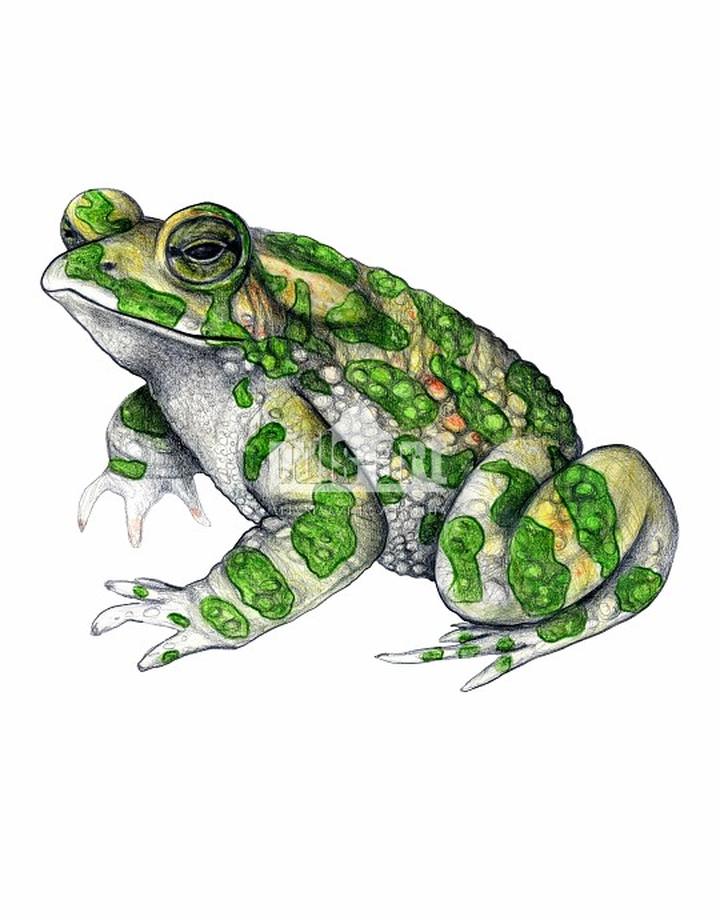 Metody rozmnażania ropuch w różnych środowiskach