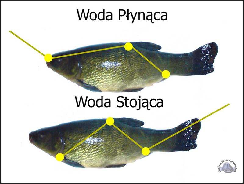 Miejscówki i lokalizacja suma