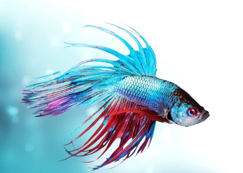 Najlepsze gatunki rybek dla początkujących