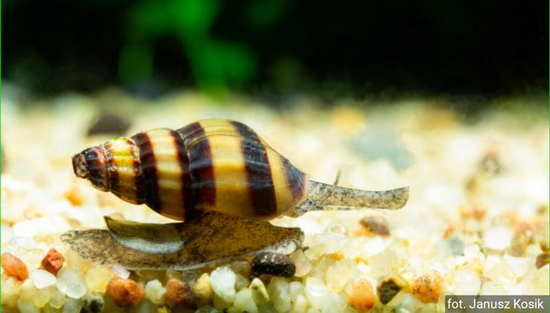 Naturalne metody w akwarystyce