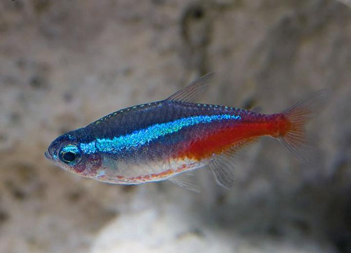 Neonka w ciąży opieka