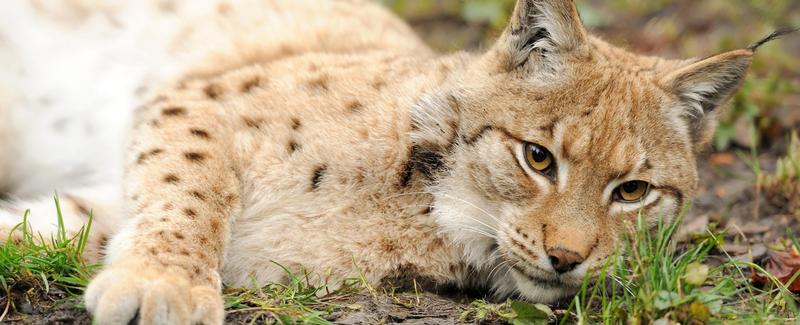 Nieoczywiste źródła pożywienia rysia