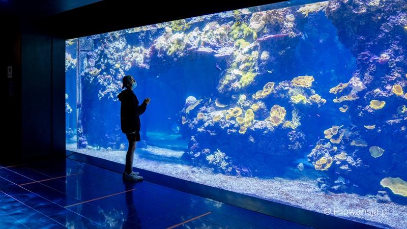 Oceanarium Monaco atrakcje