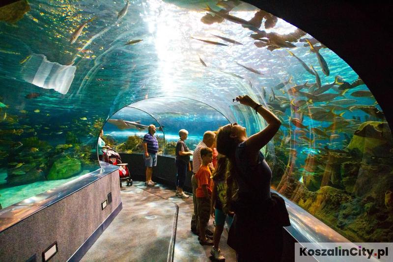 Oceanarium Niechorze opinie