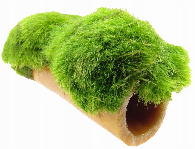 Odpowiednie warunki akwarium