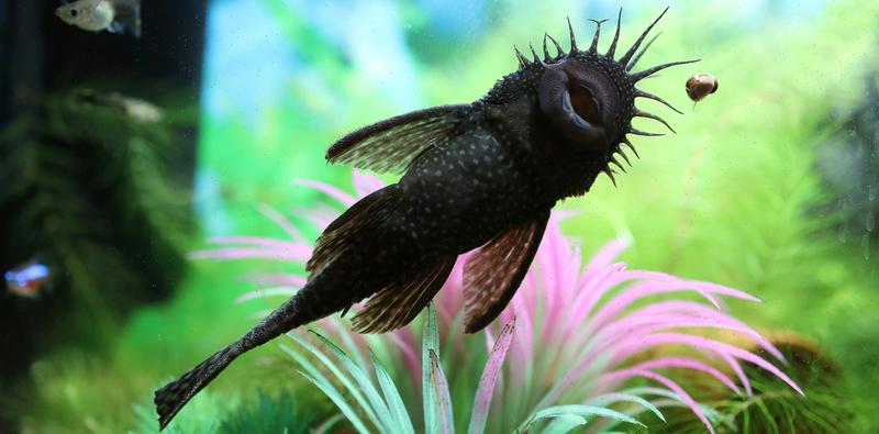 Parametry wody dla glonojadów