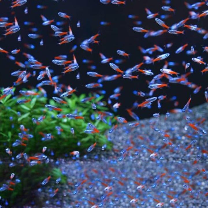 Podłoże akwariowe dla roślin