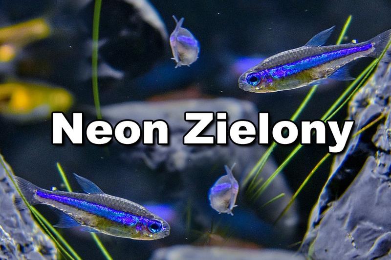 Podłoże do akwarium z neonkami